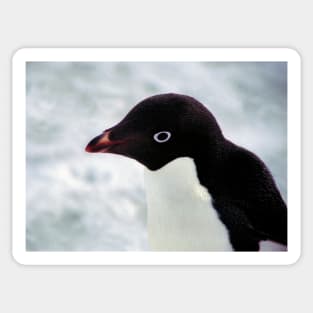 Adelie Penguin Portrait, Cape Adare, Antarctica Sticker